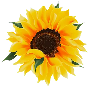 An isolated yellow sunflower bloom with a dark center and small green leaves.