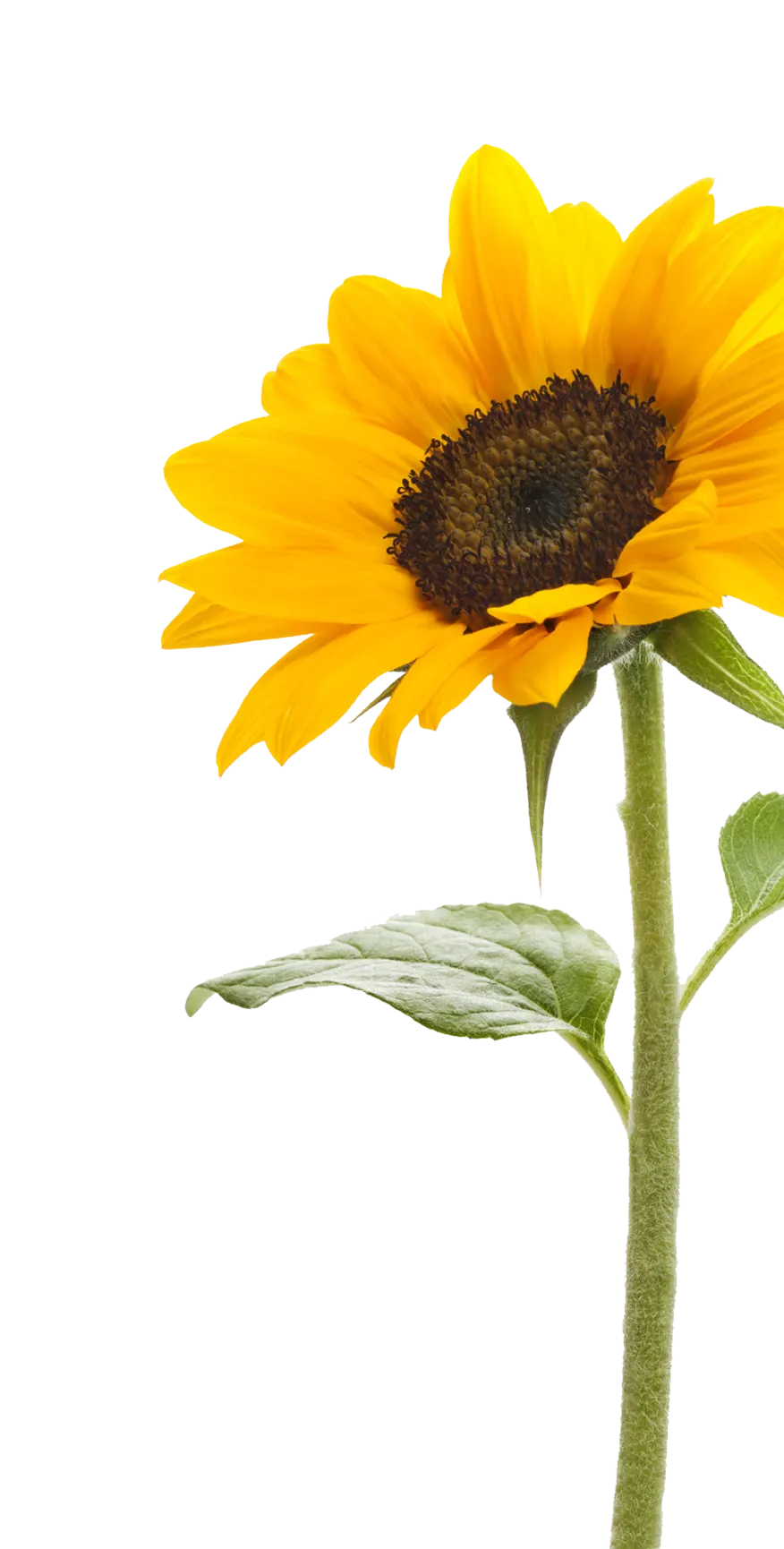 A single bright yellow sunflower on a stem against a white background.